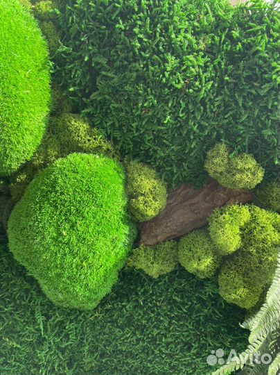 Картина из стабилизированного мха