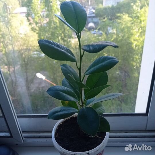 Фикус микрокарпа мокламе