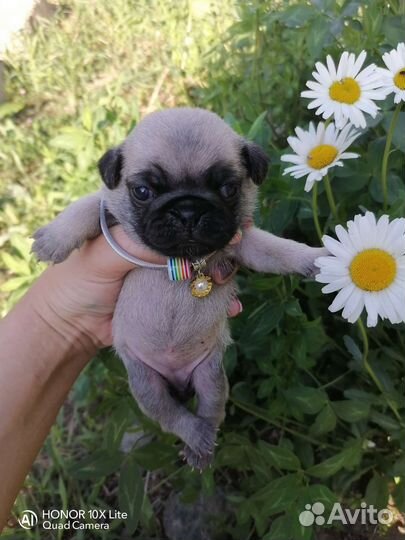 Щенки мопса