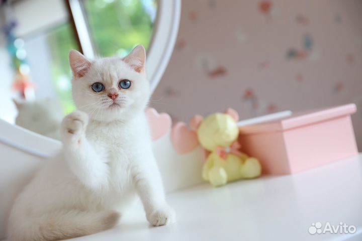 Британский мальчик лиловая шиншилла поинт -Гарфилд