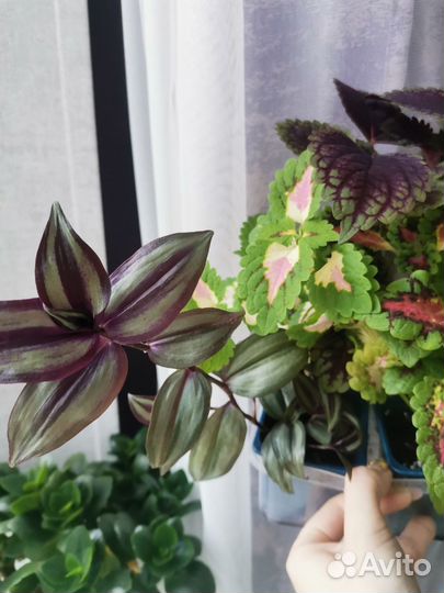 Набор растений