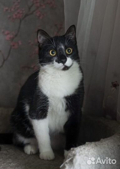 Сильвия в ответственную семью