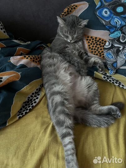 Отдам кота в добрые руки