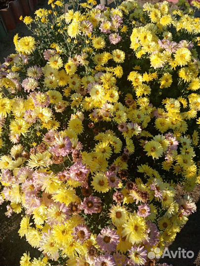 Хризантемы