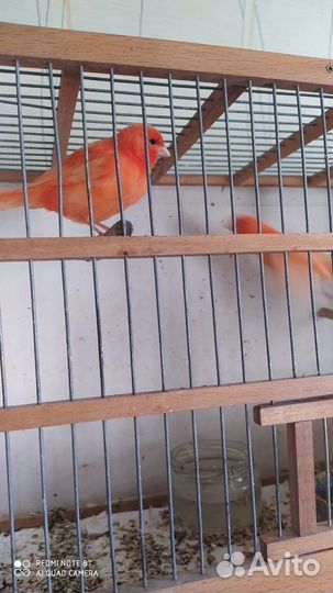 Кенара и канарейки