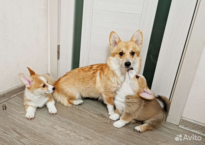 Вельш-корги пемброк