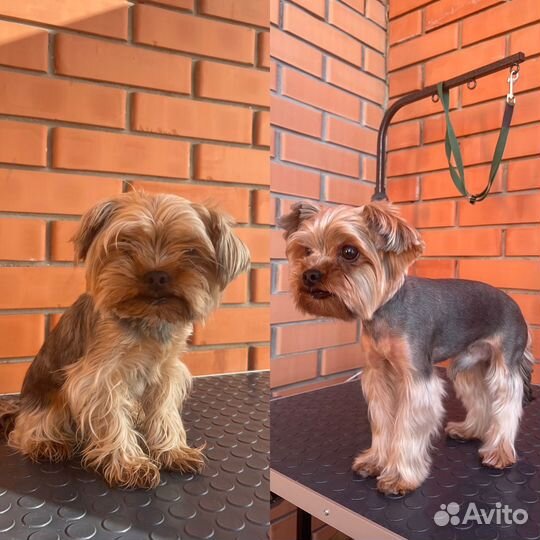 Груминг собак/кошек