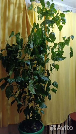 Комнатные растения цветы большие для офисов