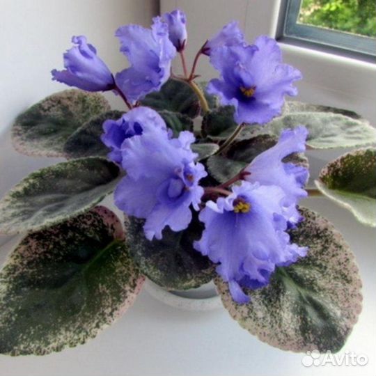 Сортовые фиалки