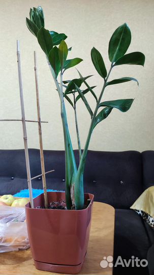 Замиокулькас