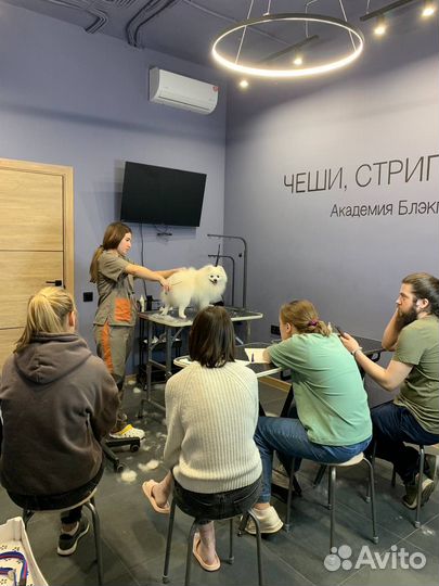 Обучение курсы груминга