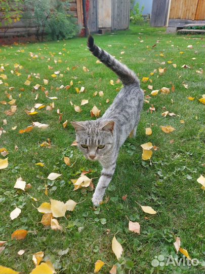 Молодая кошечка