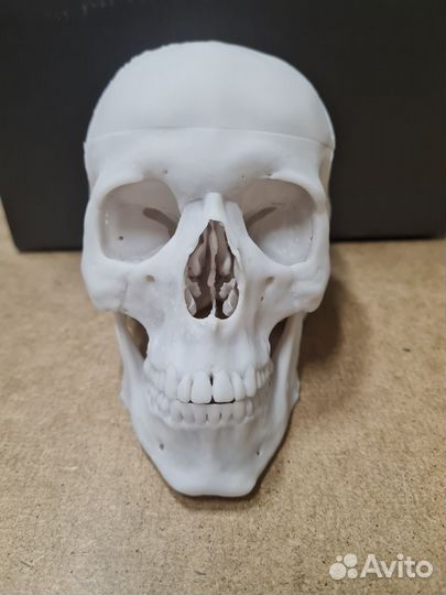Череп анатомический