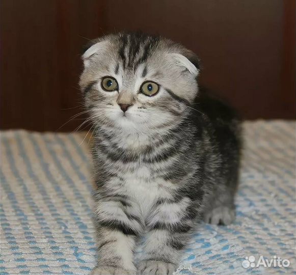 Шотландский котенок