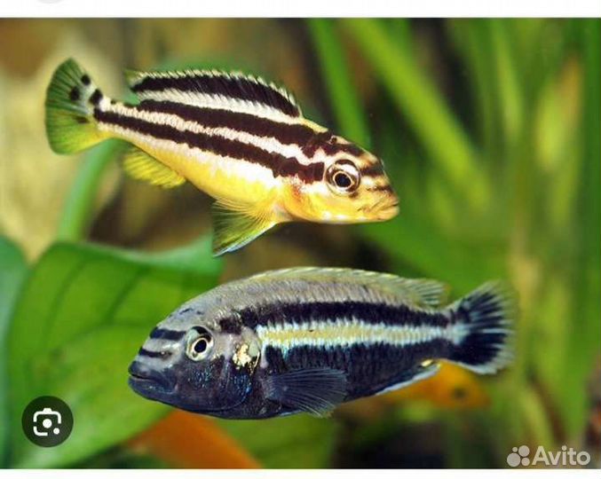Аквариумные рыбки, Цихлиды, мультик,еллоу,фронтоза