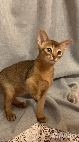 Абиссинские котята