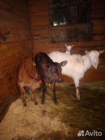 Навоз перегной