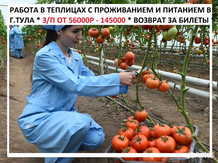 Сбор овощей в теплице Вахта с проживанием