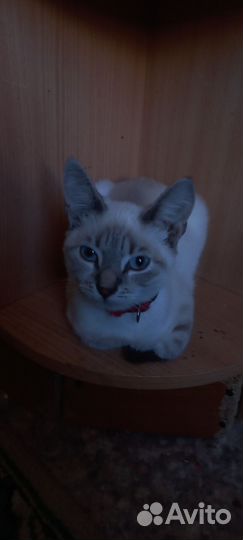 Тайская кошка