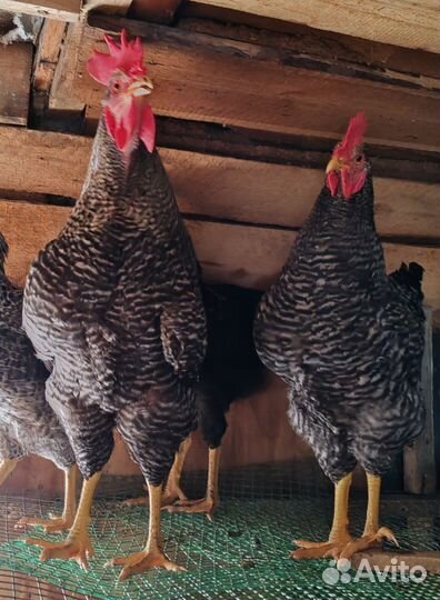 Петухи чешский доминант