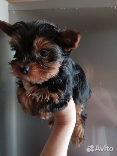 Йоркширский терьер щенки
