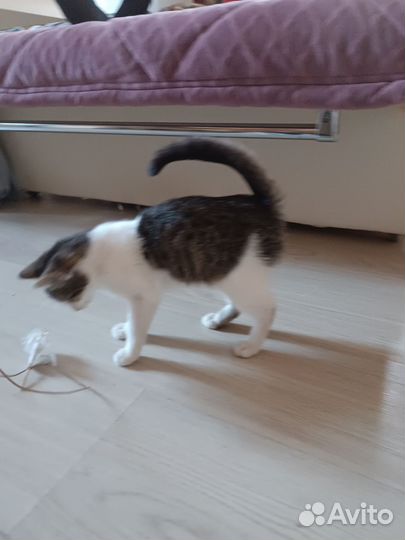 Нюша ласкуша