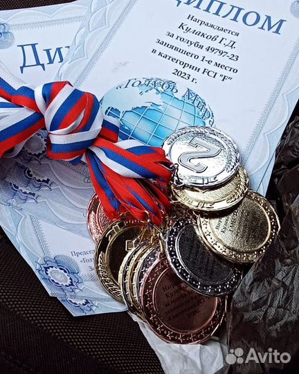 Спортивные голуби