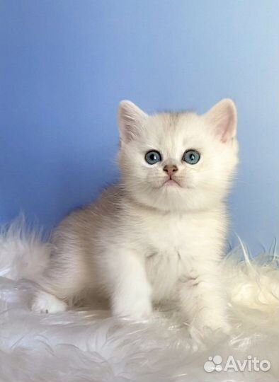 Котик серебристая шиншилла