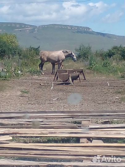 Лошадь полутяж