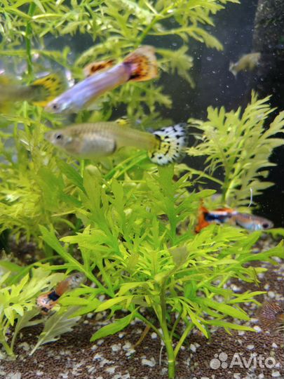 Аквариумное растение