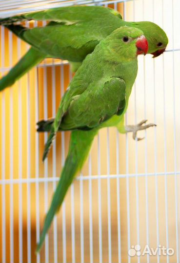 Александрийский попугай