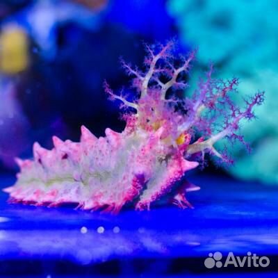 Морской аквариум, рыбки, кораллы с отправкой