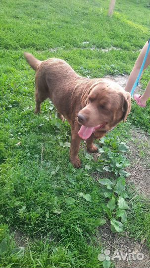 Шоколадный лабрадор