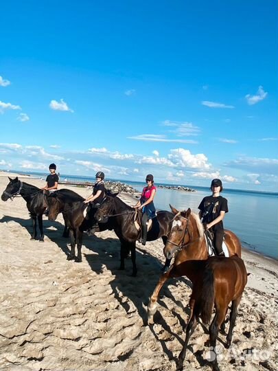 Конные прогулки, фотоссесии на лошади и пони