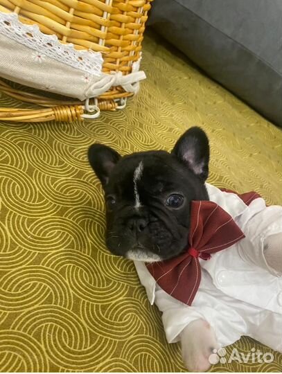 Щенки французского бульдога