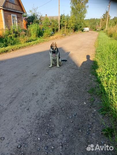 Щенок восточно европейская овчарка