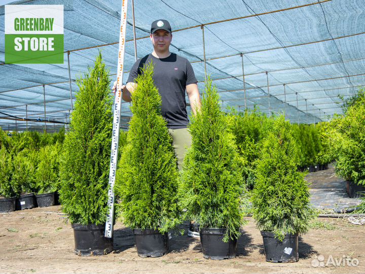 Туя смарагд 1,4 м свежая копка 2023