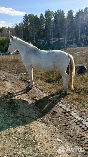 Продажа лошадей
