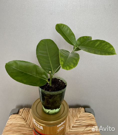 Лимон пордоносящий (комнатные растения, цветы)