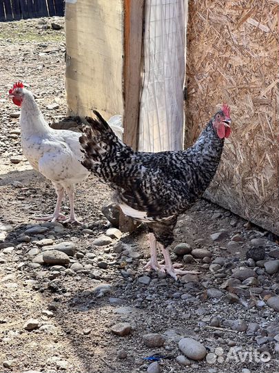 Молодые петухи