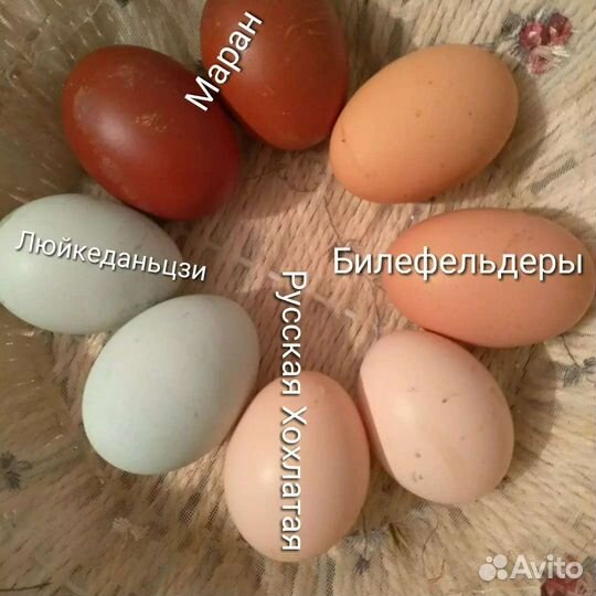 Инкубационное яйцо