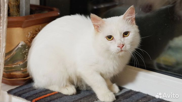 Котик ищет дом