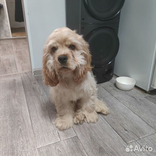 Американский кокер спаниель мальчик