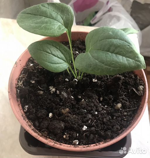 Белая рудбекия