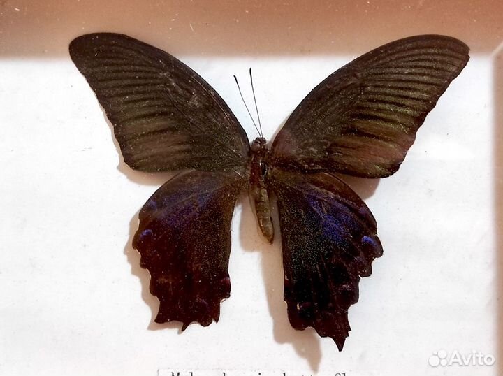 Бабочка в рамке