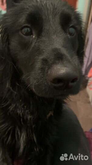 Русский спаниель