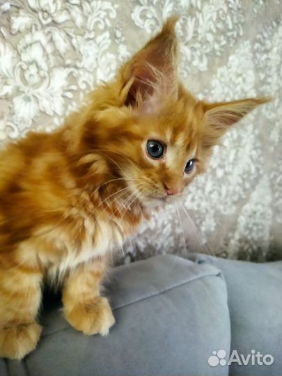 Кошечка 3 мес. мейн-кун