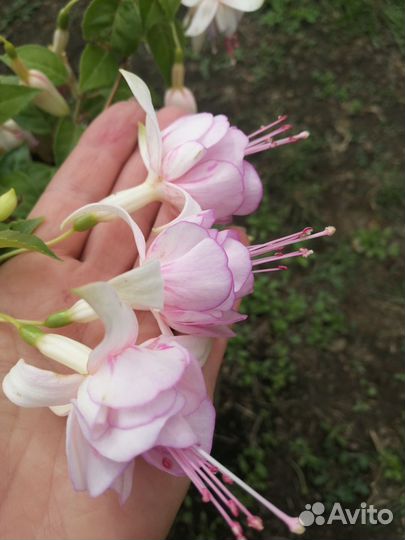 Фуксия сортовая