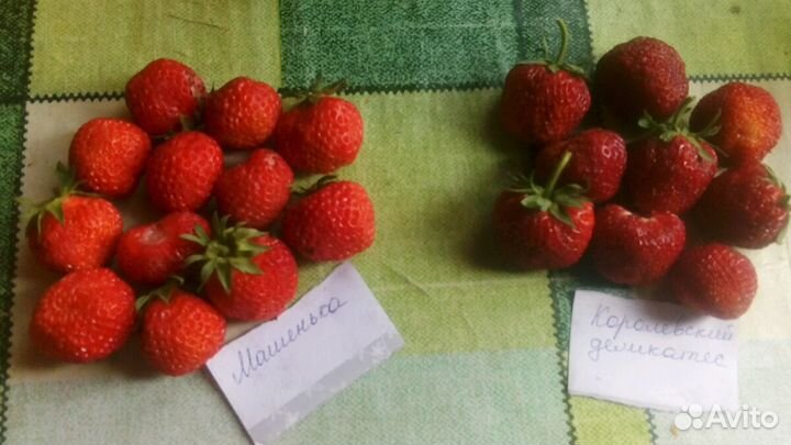 Саженцы клубники