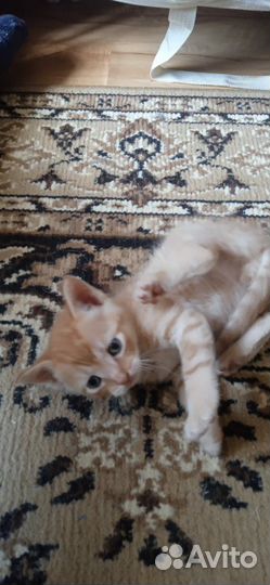 Отдаем котят в добрые руки